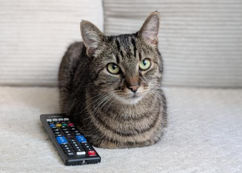 Sociální sítě dokážou uspokojit jakékoliv publikum. Dokonce už i domácí mazlíčky. 