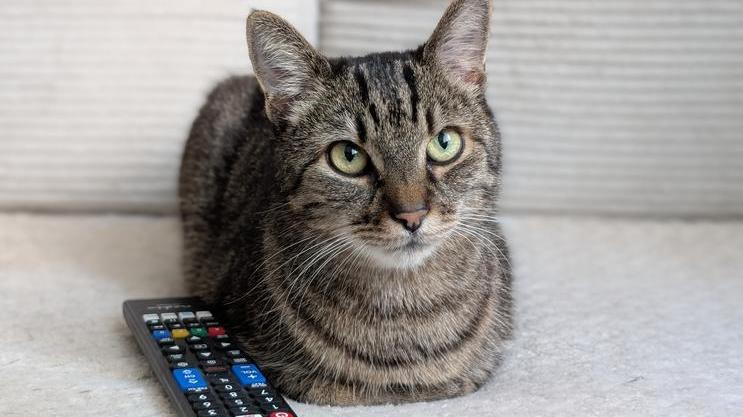 Sociální sítě dokážou uspokojit jakékoliv publikum. Dokonce už i domácí mazlíčky. 