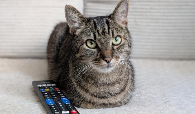 Sociální sítě dokážou uspokojit jakékoliv publikum. Dokonce už i domácí mazlíčky. 