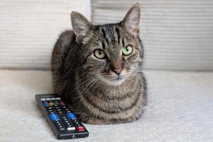 Sociální sítě dokážou uspokojit jakékoliv publikum. Dokonce už i domácí mazlíčky. 