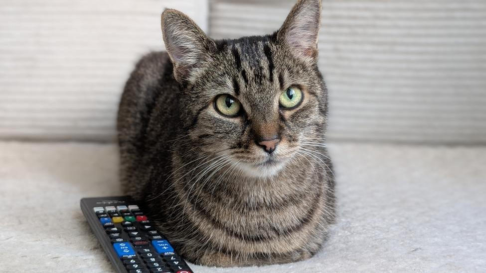 Sociální sítě dokážou uspokojit jakékoliv publikum. Dokonce už i domácí mazlíčky. 