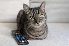 Sociální sítě dokážou uspokojit jakékoliv publikum. Dokonce už i domácí mazlíčky. 