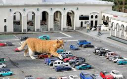 Škoda tyhle fotky minout: mystické tetování, pády i pocty nebo kočičí město