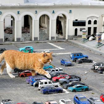 Škoda tyhle fotky minout: mystické tetování, pády i pocty nebo kočičí město