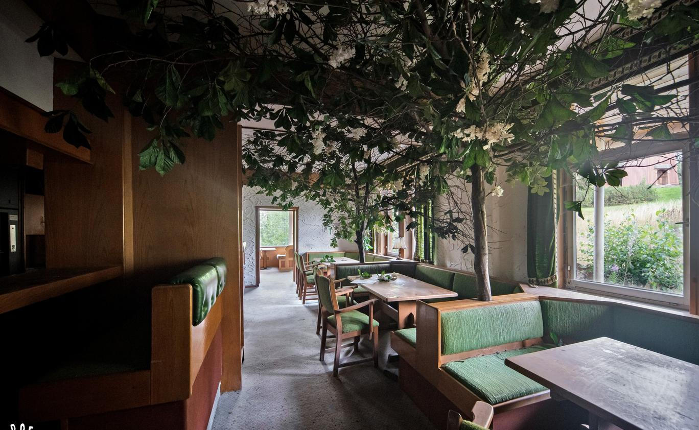 To je on, legendární strom, kvůli kterému sem jezdí lidé z celého světa. 