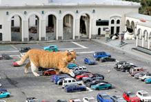 Škoda tyhle fotky minout: mystické tetování, pády i pocty nebo kočičí město