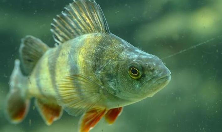 Zatímco štiku nebo kapra pozná téměř každý, naše potoky, řeky i rybníky ukrývají mnohem pestřejší rybí svět. 