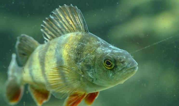 Zatímco štiku nebo kapra pozná téměř každý, naše potoky, řeky i rybníky ukrývají mnohem pestřejší rybí svět. 