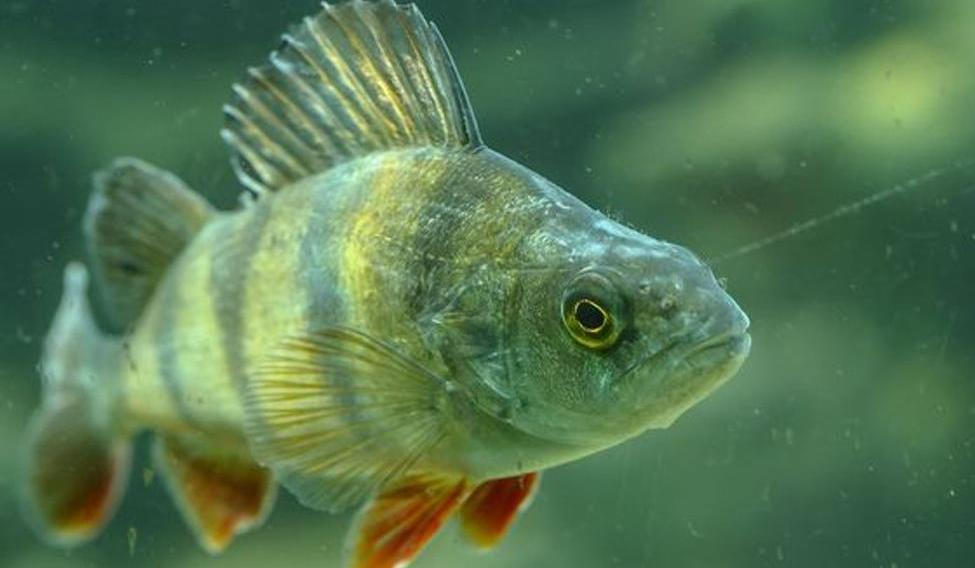 Zatímco štiku nebo kapra pozná téměř každý, naše potoky, řeky i rybníky ukrývají mnohem pestřejší rybí svět. 