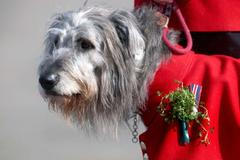 St. Patrick’s Day bere svět útokem