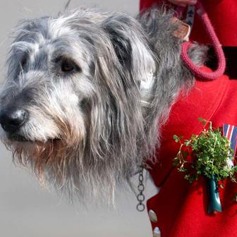 St. Patrick’s Day bere svět útokem