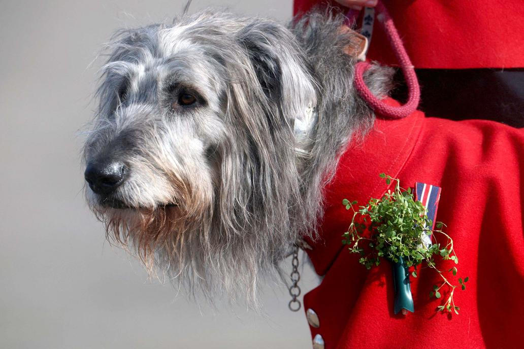 St. Patrick’s Day bere svět útokem