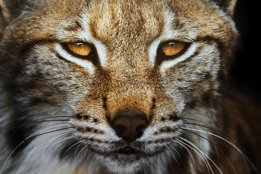 Na severu Česka se objevila vzácná šelma. Nečekané setkání se podařilo vyfotit