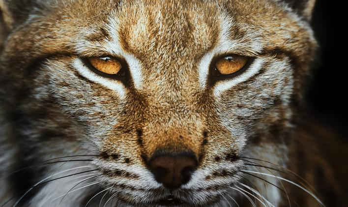 European,Lynx,Portrait,In,The,Forest