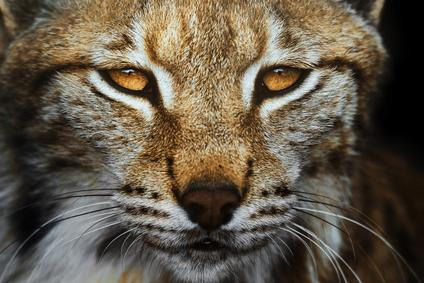 European,Lynx,Portrait,In,The,Forest