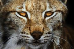 European,Lynx,Portrait,In,The,Forest