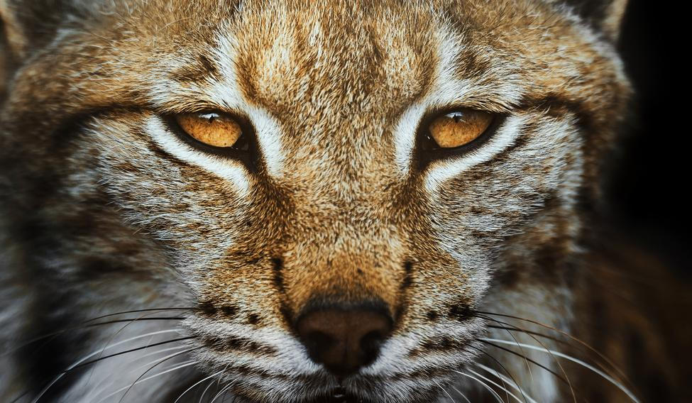 European,Lynx,Portrait,In,The,Forest