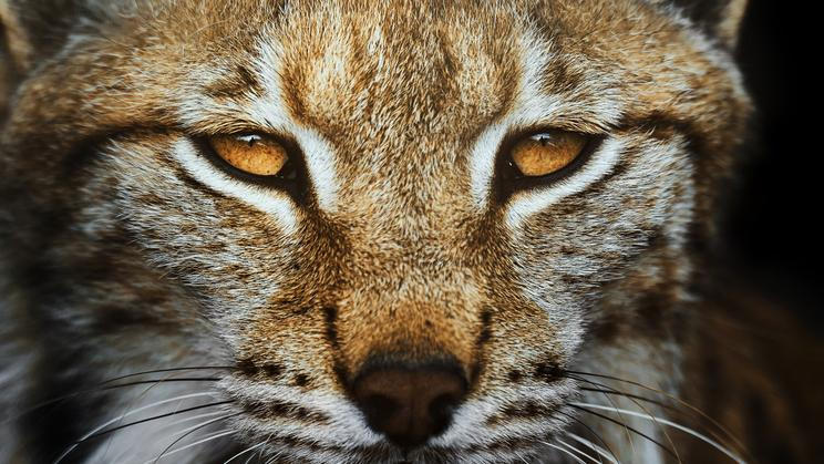 European,Lynx,Portrait,In,The,Forest