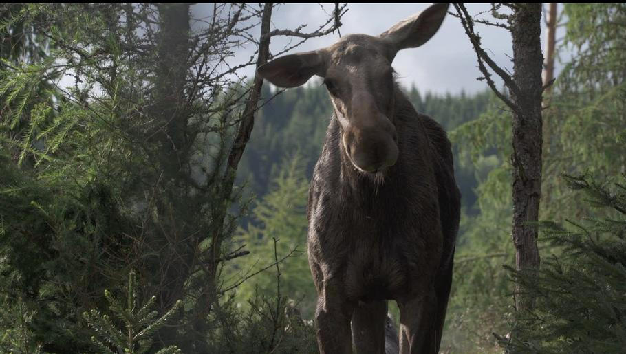 Českou soutěž za nejlepší film z uplynulého nebo aktuálního roku vyhrál snímek AMOOSED: losí odysea režisérky Hany Novákové.