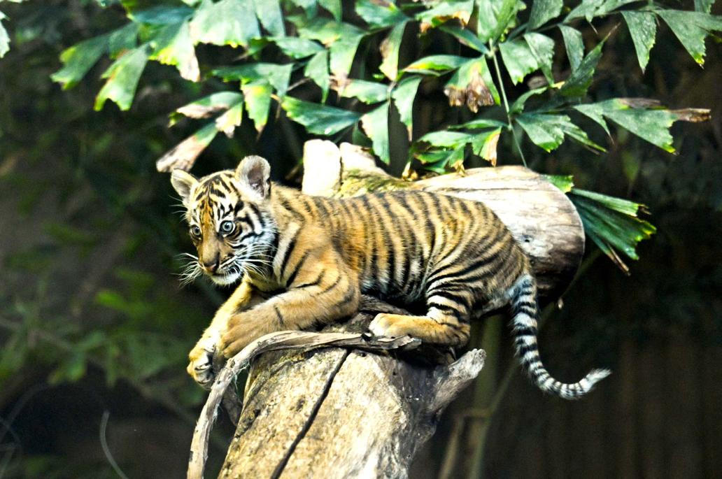 Škoda tyhle fotky minout: hravá Lilly, neposlušná vlečka nebo skutečný Matrix