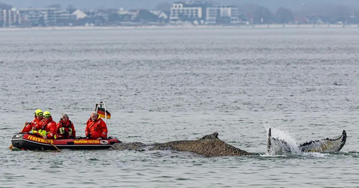 Desetimetrová velryba uvázla na pláži v Německu, záchrana zatím marná