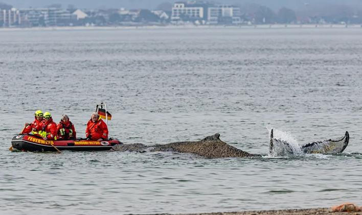 Podle Carstena Mannheimera z ochranářské skupiny Sea Shepherd se velrybě zatím daří dobře.