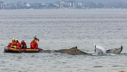 Podle Carstena Mannheimera z ochranářské skupiny Sea Shepherd se velrybě zatím daří dobře.