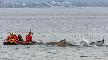 Podle Carstena Mannheimera z ochranářské skupiny Sea Shepherd se velrybě zatím daří dobře.