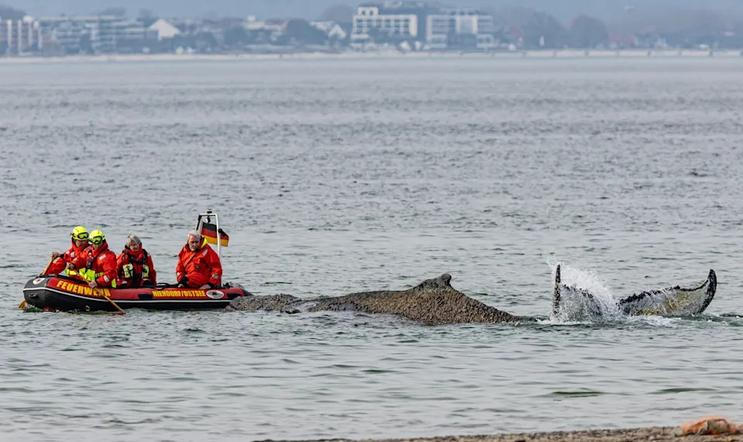Podle Carstena Mannheimera z ochranářské skupiny Sea Shepherd se velrybě zatím daří dobře.