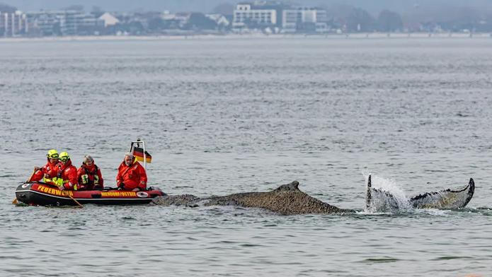 Podle Carstena Mannheimera z ochranářské skupiny Sea Shepherd se velrybě zatím daří dobře.