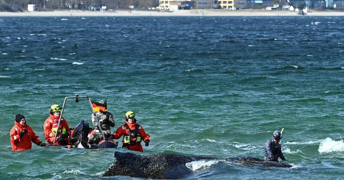 Velryba uvízlá v Německu se osvobodila, ale vyhráno ještě nemá