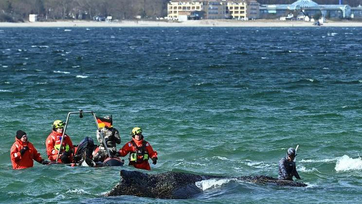Rescuers try to refloat a humback whale into the Baltic Sea