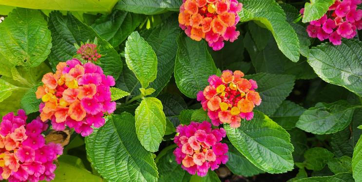 Lantana Camara
