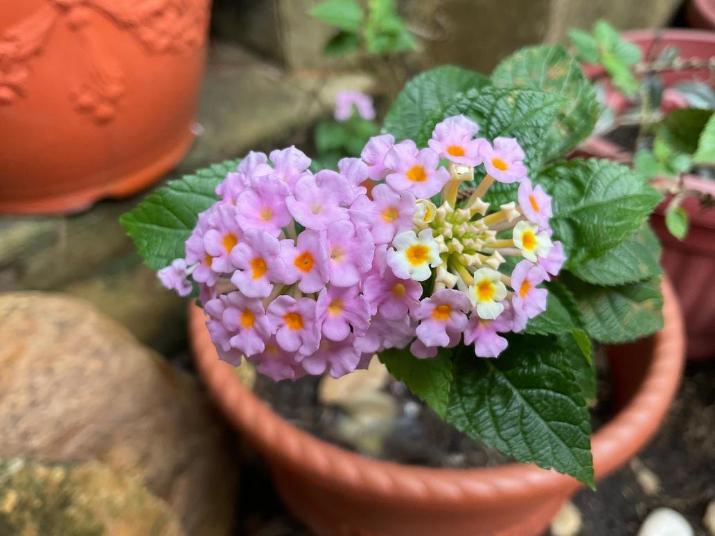 Lantana Camara