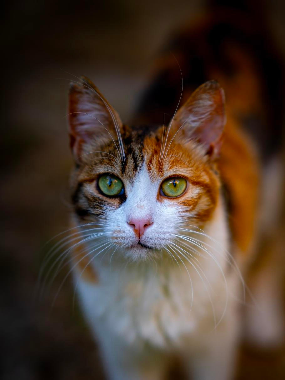 Cinna,The,Curious,One,Cat