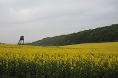 Posed, řepka, pole.