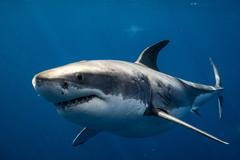 Great,White,Shark,Close,Up,Shot