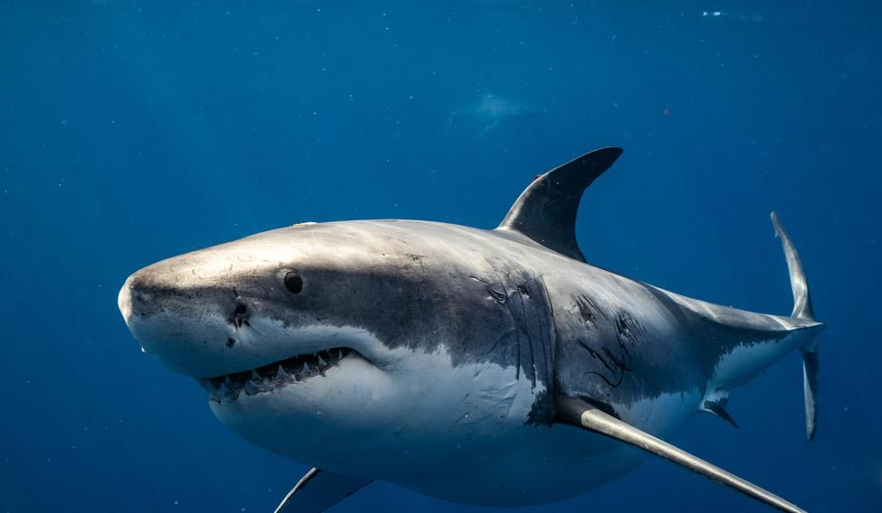 Great,White,Shark,Close,Up,Shot