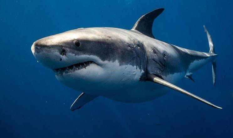 Great,White,Shark,Close,Up,Shot