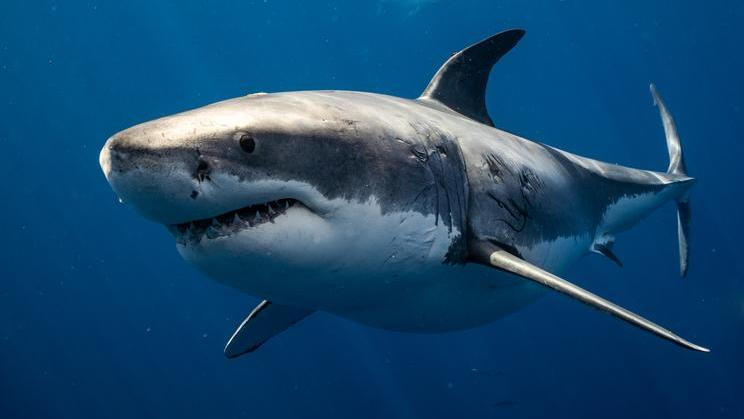 Great,White,Shark,Close,Up,Shot