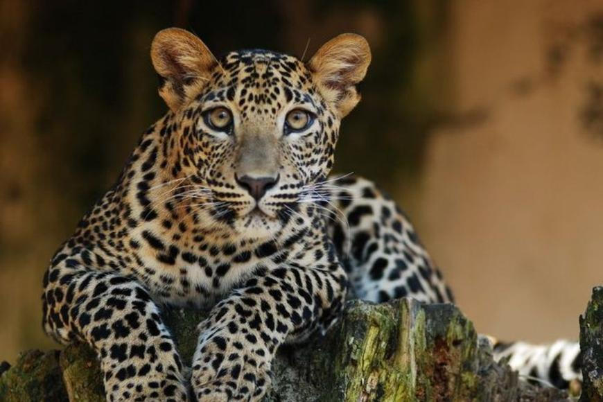 Levharti na Srí Lance jsou „pod velkým tlakem“, útok na mnicha je ovšem neobvyklý