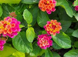 Lantana Camara