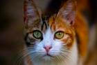 Cinna,The,Curious,One,Cat