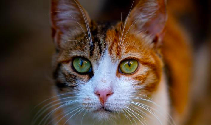 Cinna,The,Curious,One,Cat