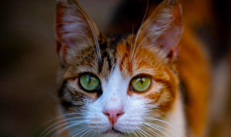 Cinna,The,Curious,One,Cat