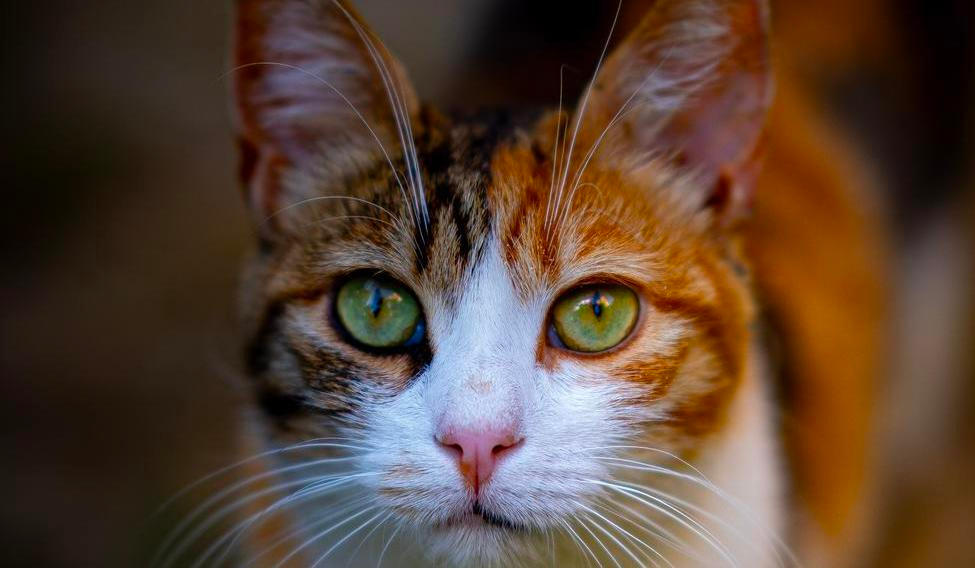 Cinna,The,Curious,One,Cat