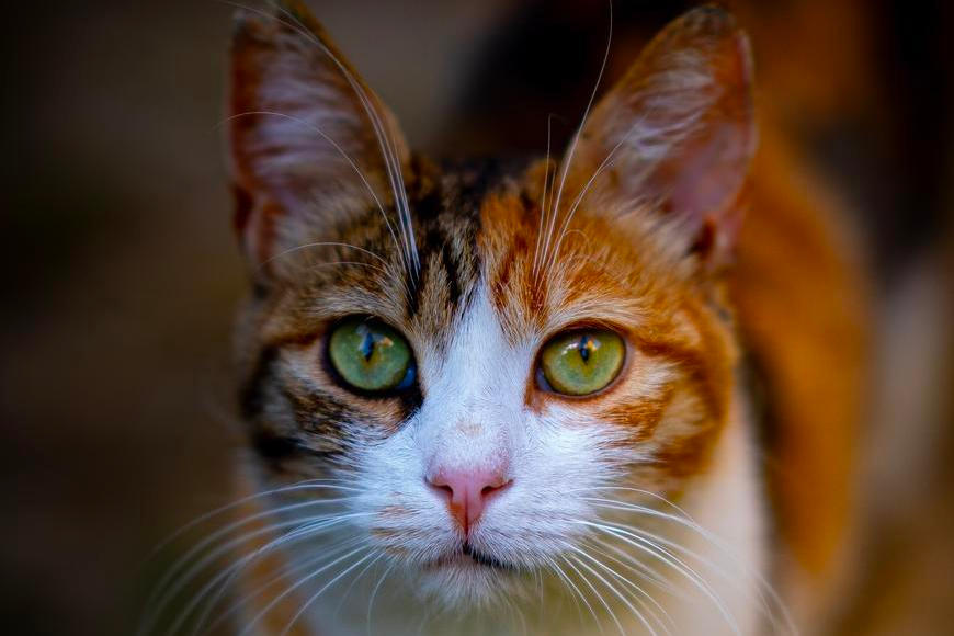 Když kočky začaly tančit na smrt. Rtuťová apokalypsa v rybářském městě Minamata