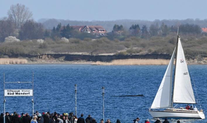 Humpback whale gets stuck again in shallow waters of the Baltic Sea