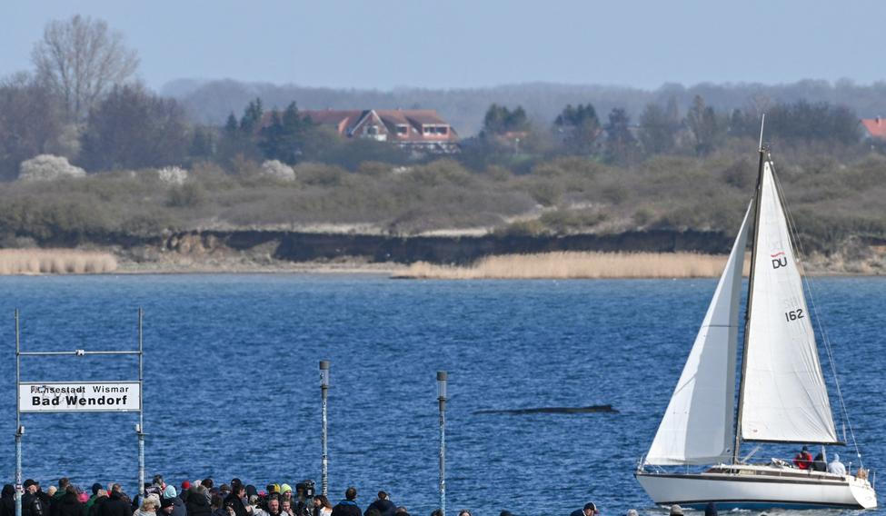 Humpback whale gets stuck again in shallow waters of the Baltic Sea