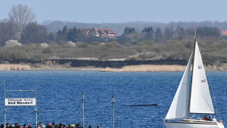 Humpback whale gets stuck again in shallow waters of the Baltic Sea